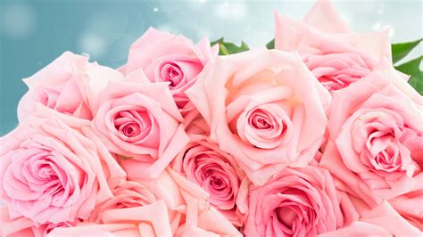 3840x2160 Rosas En Gran Plano Cor De Rosa Flores Papel De Parede Rosa