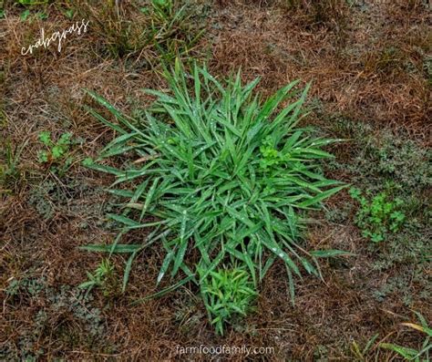 Here are the names of the popular fruits names in tamil! 43 Different Types Of Lawn Grass For Your Yard (Names & Pictures)
