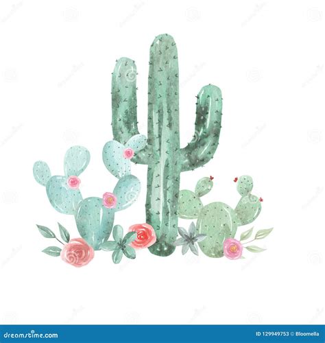 Cactus Watercolor Pink Floral Red Succulents Flowers Cacti Stock