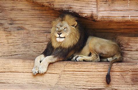Smiling Lion Photograph By Paulette Thomas Fine Art America