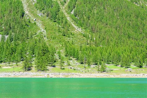 A Suggestive Green Mountain Lake Along A Slope Covered With Pine Trees