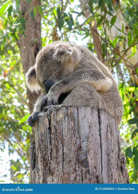 A Cute Koala Bear Sleeping On A Tree Stump In Australia Stock Photo