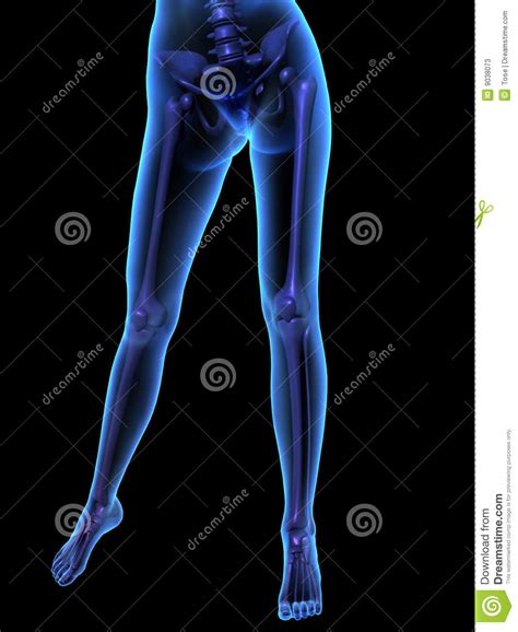As commonly defined, the human body is the physical manifestation of a human being, a collection of chemical elements, mobile electrons, and electromagnetic fields present in extracellular materials and cellular components organized hierarchically into cells, tissues, organs,and organ systems. X-ray Illustration Of Female Human Body And Skelet Stock Photos - Image: 9038073