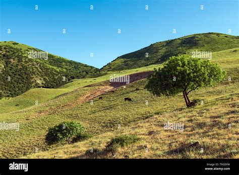 Green Tree On The Mountainside Stock Photo Alamy