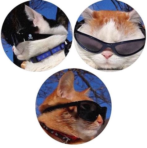 Three Pictures Of Cats With Sunglasses On Their Heads