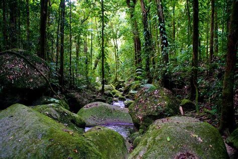 Daintree Rainforest A Guide For Adults And Kids