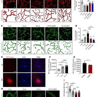 Germline And Conditional Knockout Of C Ar Rescues Age Related