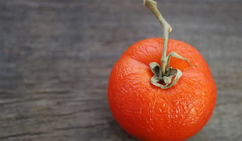 7 Ways To Tell If A Tomato Is Bad Crate And Basket