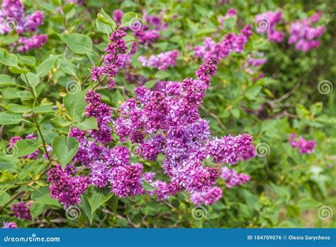 Blooming Double Lilacs In The Garden Stock Photo Image Of Summer