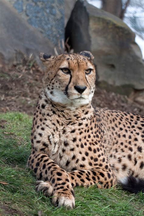 Very Serious Cheetah By Fpanther On Deviantart