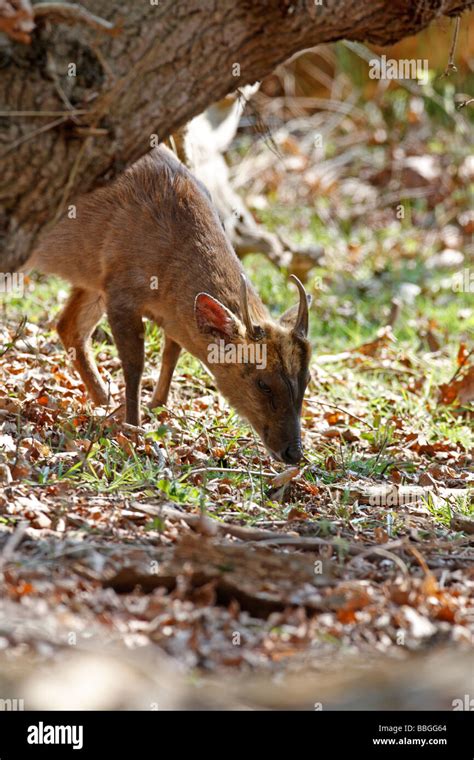 Muntjac Deer Muntiacus Reevsii Buck Feeding In Woodland Stock Photo Alamy