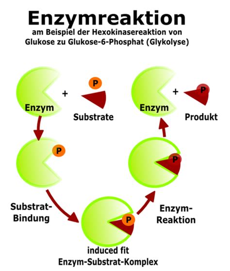 They affect every function, from breathing enzymes only work in certain conditions. Substrat- und Wirkungsspezifität - Abitur-Vorbereitung