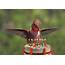 Birthday Bird By Ken Aitchison  Redbubble