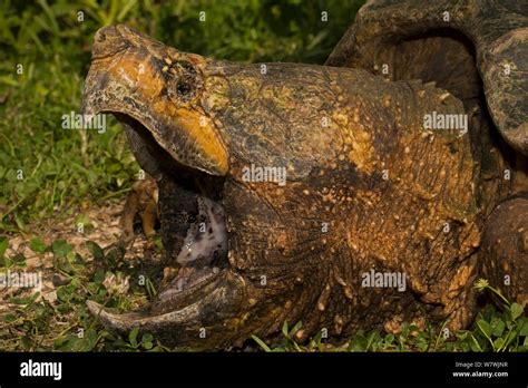 Alligator Snapping Turtle Macrochelys Temminckii Head Portrait With