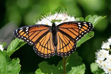 3 Butterflies That Look Like Monarchs Birds And Blooms