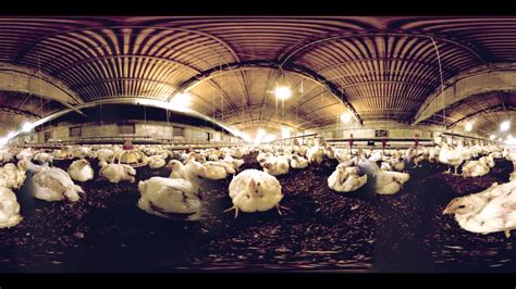360 Degree Video Reveals Factory Farm Cruelty To Broiler Chickens Youtube
