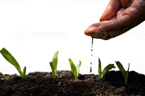 Watering Plant Seed By Hand 17185322 Png