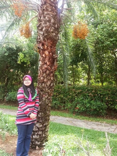 Anak pokok kurma dapat di sediakan melalui 2 kaedah; - POKOK KURMA BERBUAH DI KOTA ISKANDAR, JOHOR BAHRU ...