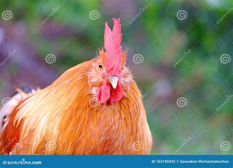 Close Up A Big Fat Local Thai Chicken Stock Image Image Of Bird