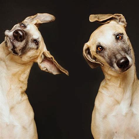 Are Those The Best Dog Portraits Ever Captured