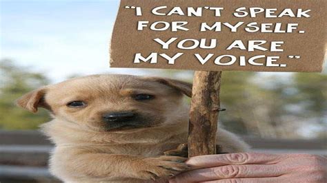 Stop Animal Abuse 
