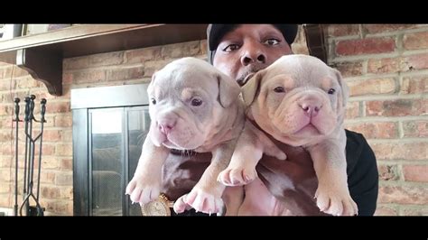 Day Old Lilac Tri Champagne Tri Blue Tri Bully Puppies After Nd Deworm Youtube