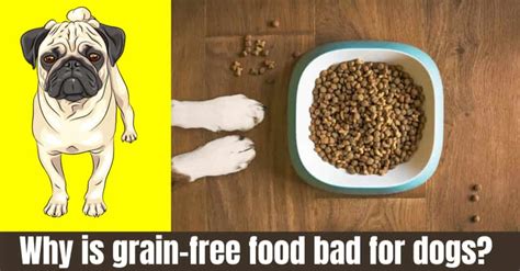 This illness, called dilated cardiomyopathy (dcm), causes the heart muscle to weaken and can lead to sudden death. Why is grain-free food bad for dogs? Complete Guide
