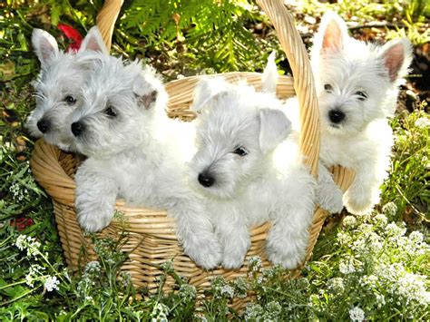 Check out our westie puppies selection for the very best in unique or custom, handmade pieces from our shops. West Highland White Terrier Puppies For Sale Near Emmett ...