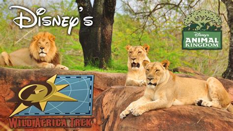 Animal Kingdom Wild Africa Trek Walt Disney World What You Can