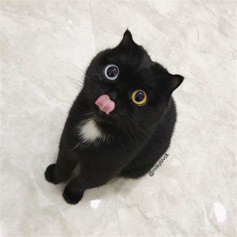 Cute Cat Pictures Black
