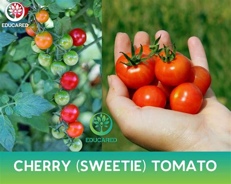 Cherry Sweetie Tomato Organic Seed Vegetable Seeds Vine Etsy