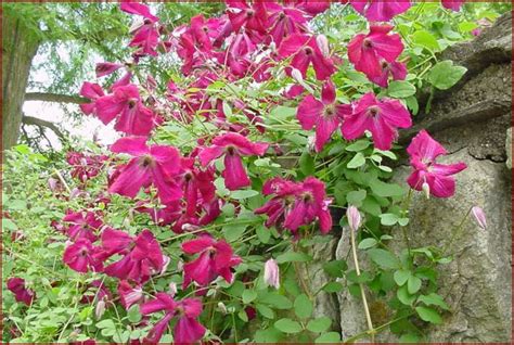 The international clematis register and checklist 2002. Pin on Clematis