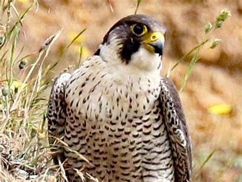 Peregrine Falcons Dead After Killers Smear Pigeons With Poison As Bait