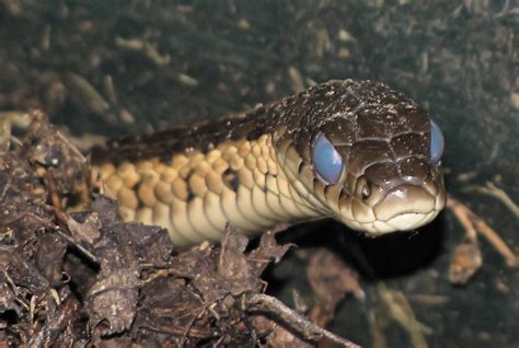 Garter Snake Blue Eyes Flickr Photo Sharing