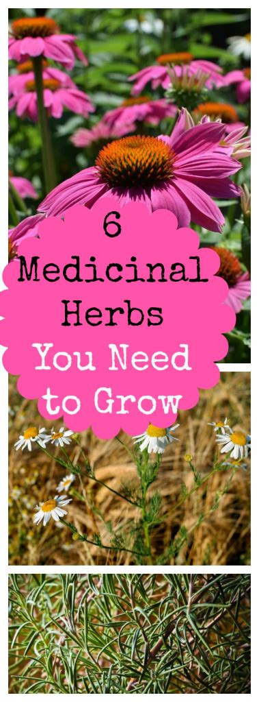 11 Medicinal Herbs To Grow In Your Backyard