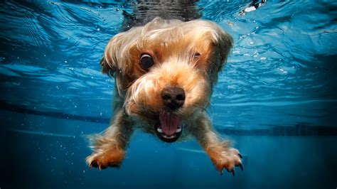 200 pieces of funny animal pictures. Wallpaper terrier, dog, underwater, cute animals, funny ...