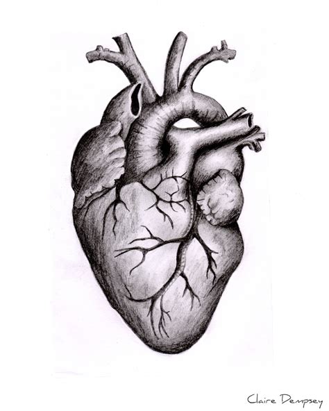 Human Heart Drawing Reference