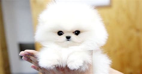 Teacup pomeranian puppy male buddy 22 000. Two Healthy and lovely female and male teacup Pomeranian ...