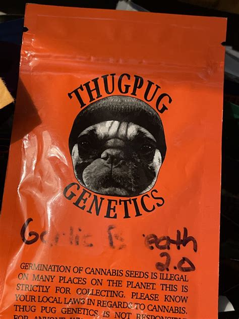 Garlic Breath 20 Thug Pug Genetics Neptunes Auctions