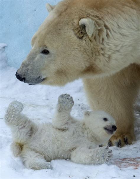 Baby Polar Bear Born At Zoo