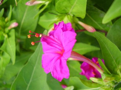 There are several varieties of ten o'clock plants producing colourful flowers that open only during bright sunlight. Simple Ayurvedic health tips: May 2012