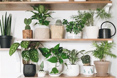 While you're not looking, your indoor flora is removing air pollutants and helping you to remember things. The Best House Plants to Boost Your Mood This Winter
