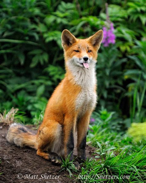 Red Fox Portrait In Forest 960×1200 Pet Fox
