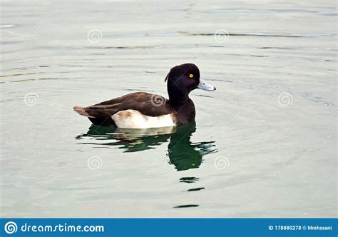 Wild Male Tufted Duck In Lake Stock Photo Image Of Small Swimming