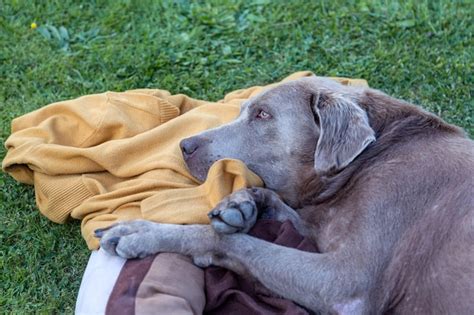 Premium Photo Old Sick Dog Labrador Lies On The Rug