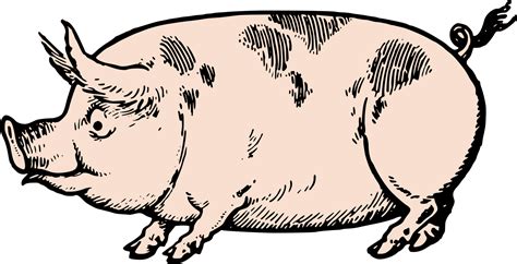 Download Pig clipart vector, Pig vector Transparent FREE for ...