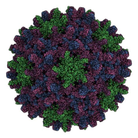 False positive hepatitis b surface antigen due to recent vaccination. Hepatitis B virus e antigen (HBeAg) - The Native Antigen ...