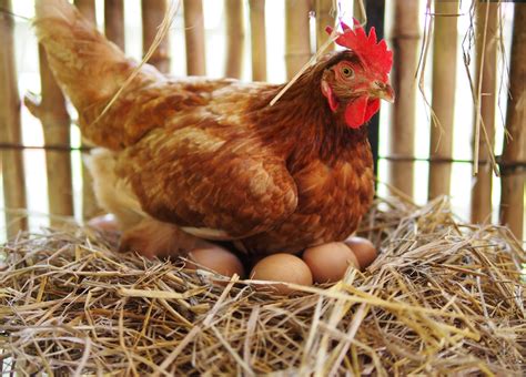 why chickens stop laying eggs and how to help my favorite chicken
