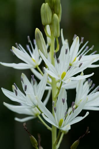 White Camassia In Full Bloom Stock Photo Download Image Now Beauty