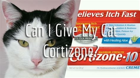Can I Give My Cat Cortizone Pet Consider